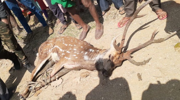पलामू : फंदा में फंसाकर हिरण को किया घायल : ग्रामीणों ने वन विभाग को सौंपा