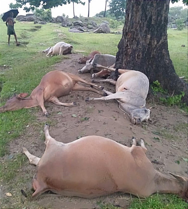 हरिहरगंज के बघना में वज्रपात से हुई 10 गायों की‌ मौत