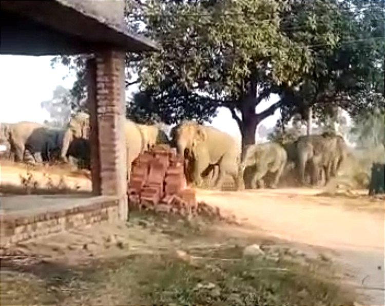 जंगली जानवरों का आतंक : पलामू में हाथियों ने 2 को और गढ़वा में तेंदुआ ने एक बच्चे की जान ली