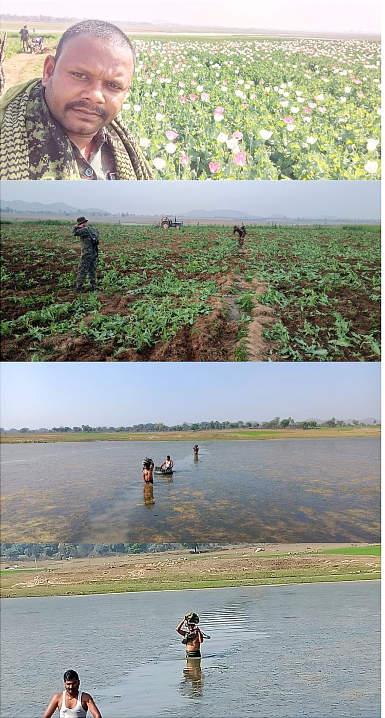 पलामू : छतरपुर में पहली बार पकड़ी गयी अवैध पोस्ते की खेती : छतरपुर पुलिस ने 5 एकड़ में लगे अवैध पोस्ते की खेती को नष्ट किया