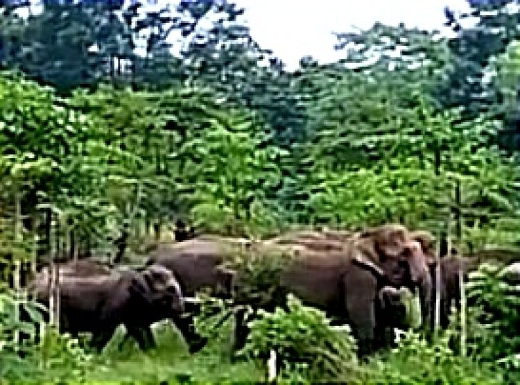 जंगली हाथियों ने अब ग्रामीणों को बनाया निशाना : हाथियों के आतंक से दिन से लेकर रात तक दहशत में हैं ग्रामीण