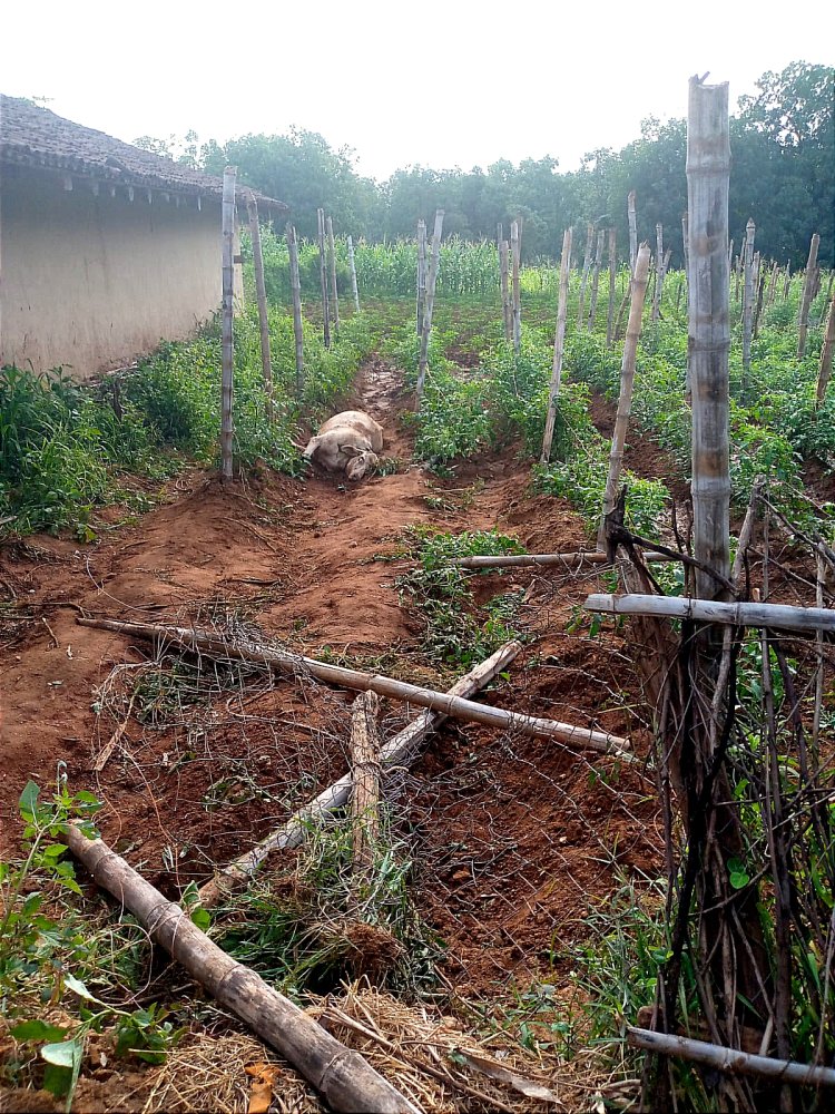 गढ़वा में नहीं थम रहा हाथियों का उत्पात : खपरैल घर और चापानल को तोड़ा : तीन मवेशियों को मार डाला